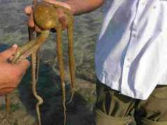 jamnagar.org Octupus