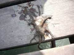 blogs.bootsnall.com Octupus