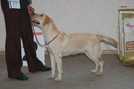 retriever-search.ru Odezi