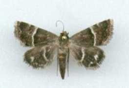 galerie-insecte.org Odice