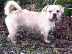Odie