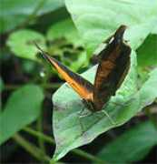naturalist.co.uk Odius