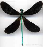 Odonata