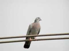 mangoverde.com Oenas