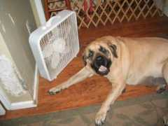gunslingermastiffs.com Offan
