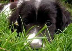 Ofka