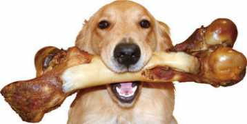 retriever.org Ogbone