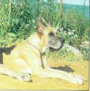 greatdane.ru Ogera