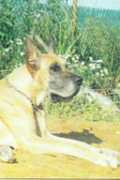 greatdane.ru Ogera