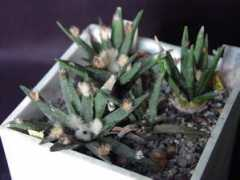 cactus.bendery.md Ogranovich