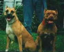 truekennels.com Oheler
