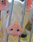 Oink