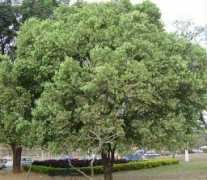 jardinagempaisagismo.com Oiti