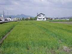 panoramio.com Oizumi
