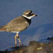 fotonatura.org Ojembarrena