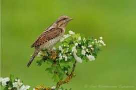 fotonatura.org Ojembarrena