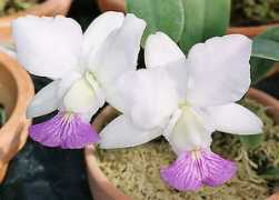orchid.or.jp Ojiko