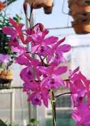 orchid.or.jp Ojiko