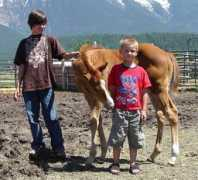 circledhorses.com Okela