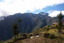 Olachea