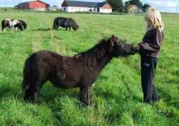 dalsgardsstuteri.se Olady