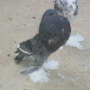 agraria.org Olandese