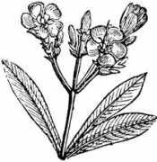 Oleander