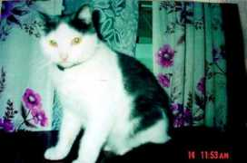 citycat.ru Olichka