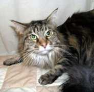 mainecoon-katten.se Oliem