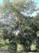 plantzafrica.com Olinia