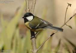 oiseaux.net Olioso