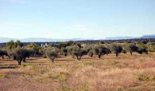 panoramio.com Olivar