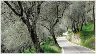panoramio.com Olivari