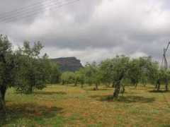 panoramio.com Oliveres