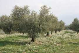 panoramio.com Oliveres