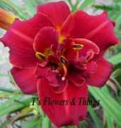 tsflowers.com Olivias