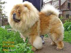 chow.chow.ru Oliviya
