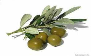 Olivy