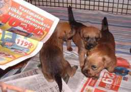 personal.inet.fi Ollenberg