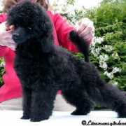 poodles-in-scandinavia.com Olloz