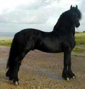 signaturefriesians.com Olrich