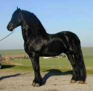 signaturefriesians.com Olrich