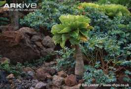 Olulu