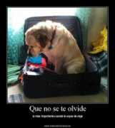 Olvides