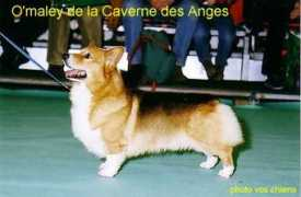 lacavernedesanges.com Omaley