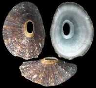 gastropods.com Omicron