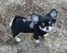 cancandog.com Omochi