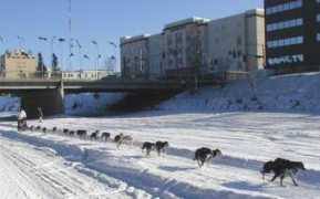 sleddogcentral.com Onac