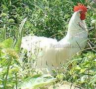 Onag