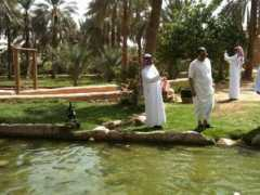 thesaudi.net Onaiza